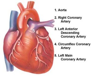 coronaryarteries